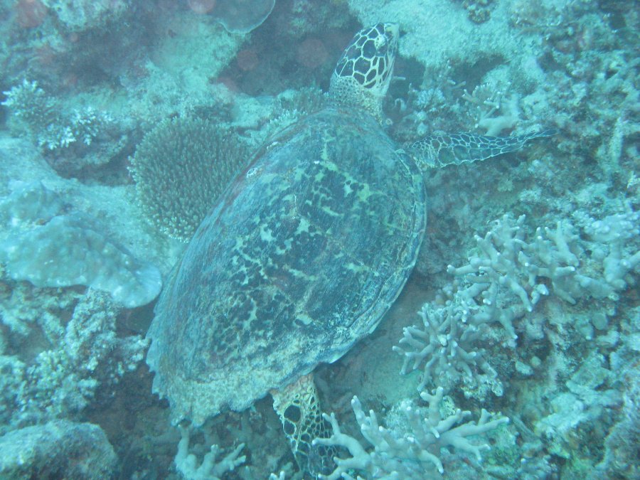 Dive Photos/2009-07 Great Barrier Reef/img_0850.jpg